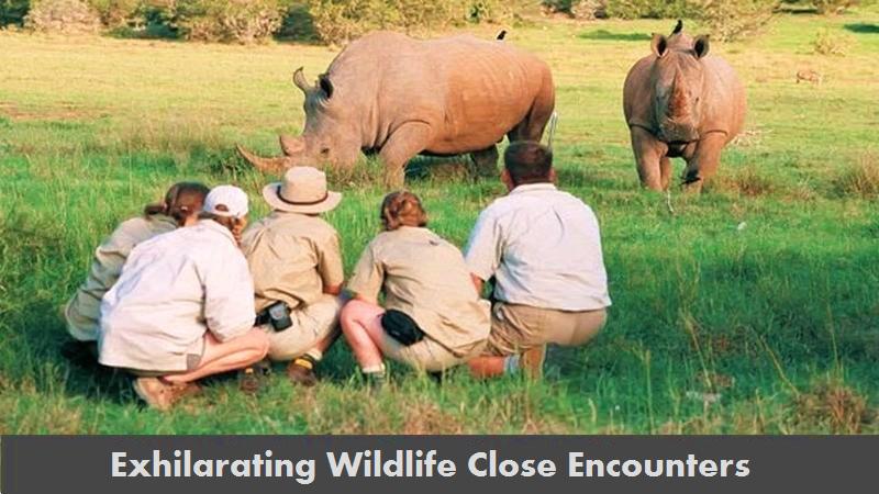 Safari Image 2
