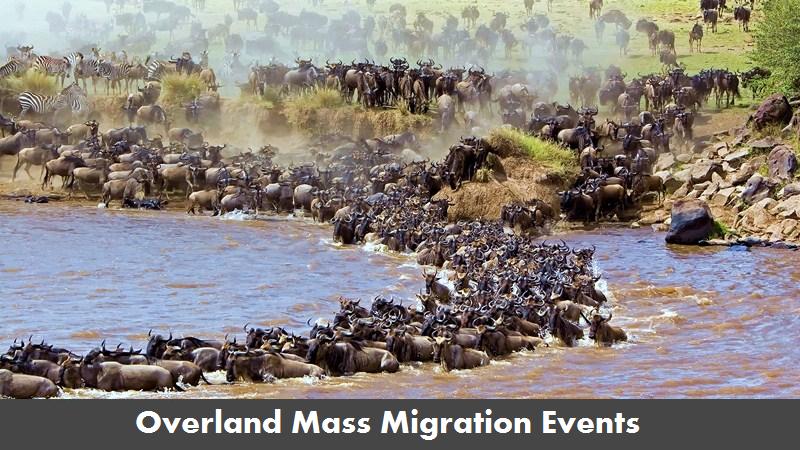 Safari Image 7